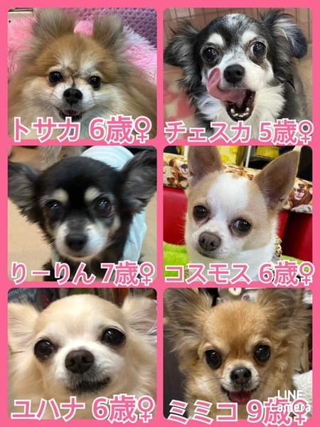 🐾今日の里親様募集中ワンコ🐶メンバーです🐾2022,4,15【保護犬カフェ天神橋店】